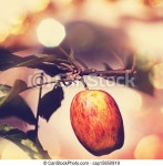 Apple on branch. | CanStock