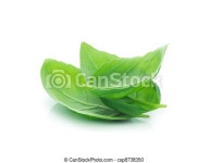 Basil. Green basil leaves on white. | CanStock