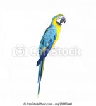 Beautiful pet parrot isolated on white background. | CanStock