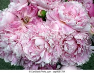 Bouquet of peonies. Bouquet of bright pink springtime peonies. | CanStock