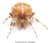Brown house spider. Brown house spider isolated on white background. | CanStock
