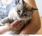 Cat on the bed. Beautiful cute cat on the woman hands. | CanStock