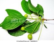 Cherry sprig with garden-stuffs on a white background. | CanStock