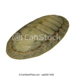 Chitons are small to large marine molluscs in the class polyplacophora, which formerly was known as amphineura. about 940 | CanStock