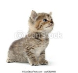 Cute tabby kitten on white backgorund. | CanStock