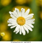 Daisy. White ,imperfect daisy close-up on green background in garden. | CanStock