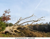 Dead tree in heathland. Fallen dead tree lying in heathland area in fall colors. | CanStock