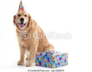Dog with birthday present. A golden retriever dog sitting with a present while wearing a birthday hat on a white background.... 