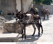 Donkeys used as tourist taxis in greece. | CanStock