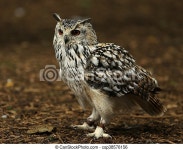 Close up of an eagle owl. | CanStock