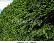 Close-up of green fir branches, full frame. | CanStock