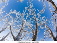 Frost. Beautiful crystals of frost on bare tree branches against clear blue sky. | CanStock
