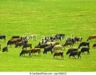Grazing cows. Many cows grazing in the green field. | CanStock
