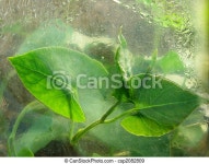 Green leaves closeup fragment back of the greenhouses polyethylene film. | CanStock