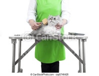 Grooming. Master of grooming combs gray persian cat on the table for grooming on a white background. | CanStock