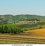 Hill of tuscany with vineyard in the chianti region. | CanStock