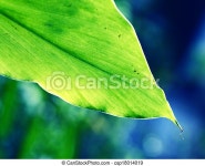 Leaf. Close up of a green leaf. | CanStock