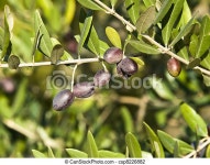 Branch with olives on the tree. | CanStock