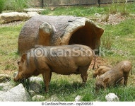 Three pigs. | CanStock