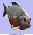 Piranha fish in water. | CanStock