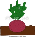 Planting beet. Beet grow underground. vector cartoon flat illustration. | CanStock