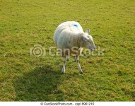 Pregnant ewe. Pregnant ewe panting in a pasture. | CanStock