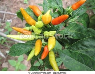 Red and green chili tree. | CanStock