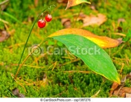 Photo of the red berries in the autumn forest. | CanStock