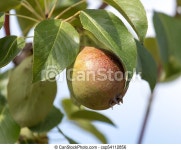 Ripe pears on a tree . | CanStock