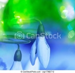 Snowdrop. Snowdrop. | CanStock