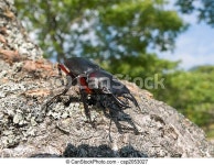 Stag-beetle 4. A close-up of a stag-beetle on tree. | CanStock