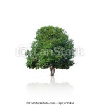 Tree isolated on a white background. for a behind the scenes. | CanStock