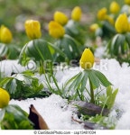 Winter aconite 02. | CanStock