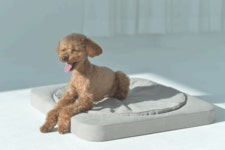 [이런 댕방석은 처음일껄요?] 곡선형 방석 위에서 실현되는 犬편한세상 by 도듈러