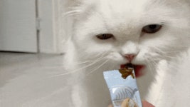 [댕냥이보양식] 수의사와 한의사가 달여 만든 맛있는 영양제 달임 by 핏펫