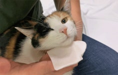 [자유펫] 고양이 검은깨?! 블랙씨드 케어박스로 싹쓰리하고 냥르가즘하자! by 주식회사 그라스메디