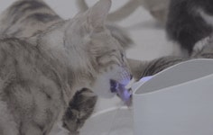 [8차 앵콜] 물만 마셔도 치아 관리 끝! 덴탈워터