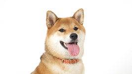 와디즈 검색 - 크라우드펀딩 와디즈