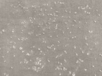 [3만원대] 세탁소 따로 가지마세요. 6in1 프리미엄 끝판왕 보풀제거기