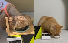 강아지/고양이 타우린 영양간식 by 펫바이블 | wadiz [반려동물 활력충전] 최초공개 강아지/고양이 타우린 영양간식  by 펫바이블 | 와디즈