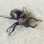 杜歪歪のコーディネート一覧 - WEAR