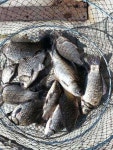 유료터정보 > 유료터점주조황 > ★★★★★★★안골지 조황정보입니다★★★★★★