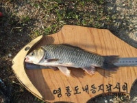 유료터정보 > 유료터점주조황 > 토종붕어 내동지 조황입니다.
