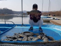 유료터정보 > 유료터점주조황 > 고삼지양촌]주말동안도 계속 호조황이 이루어지고 있습니다.