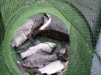 유료터정보 > 유료터점주조황 > 봉재낚시터 3월 10일 (화) 조황