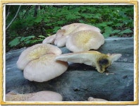 커뮤니티 > 자유게시판 > 참부채버섯(야생느타리)과 화경버섯
