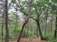커뮤니티 > 자유게시판 > 오랜만에 비가 안와서 뒷동산에