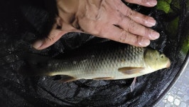 커뮤니티 > 자유게시판 > 웅천천 옆 수로