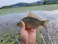 조황조행기 > 화보조행기 > 까멜리아의 여덟 번째 조행기입니다.