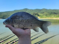 조황조행기 > 화보조행기 > 배수중인 계곡지에서의 힐링이야기